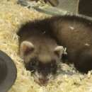 Подробнее об объявлении «Москва Пропал хорёк потерен хорёк» Фото: пропало другое животное  «Москва Пропал хорёк потерен хорёк» в г. Москва