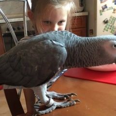 Подробнее об объявлении «Пропал попугай жако Зеленоград» Фото: пропало другое животное  «Пропал попугай жако Зеленоград» в г. Зеленоград