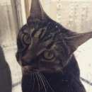 Подробнее об объявлении «Мытищи Пропал кот метис» Фото: пропала кошка  «Мытищи Пропал кот метис» в г. Мытищи