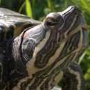 Подробнее об объявлении «Конаково Пропало домашнее животное черепаха» Фото: пропало другое животное  «Конаково Пропало домашнее животное черепаха» в г. Конаково