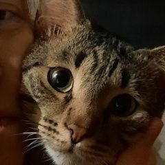 Подробнее об объявлении «Нижний Новгород Пропал кот» Фото: пропала кошка Египетский мау «Нижний Новгород Пропал кот» в г. Нижний Новгород