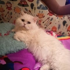 Подробнее об объявлении «Пропало домашнее животное кот Таганрог» Фото: пропало другое животное Персидская «Пропало домашнее животное кот Таганрог» в г. Таганрог