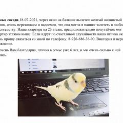 Подробнее об объявлении «Пропал попугай волнистый попугай, патрюша Москва» Фото: пропало другое животное  «Пропал попугай волнистый попугай, патрюша Москва» в г. Москва