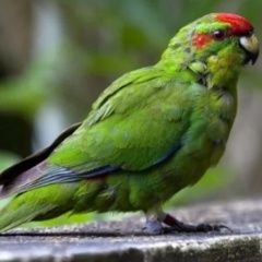 Подробнее об объявлении «Всеволожск Пропал попугай помогите пожалуйста найти друга семьи (» Фото: пропало другое животное  «Всеволожск Пропал попугай помогите пожалуйста...» в г. Всеволожск