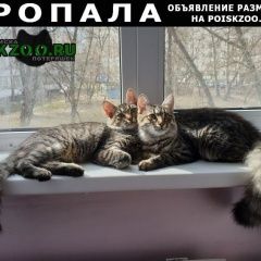 Подробнее об объявлении «Пропала кошка и 2 кошки Троицк» Фото: пропала кошка  «Пропала кошка и 2 кошки Троицк» в г. Троицк