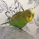 Подробнее об объявлении «Пропал попугай птица Нижний Новгород» Фото: пропало другое животное  «Пропал попугай птица Нижний Новгород» в г. Нижний Новгород