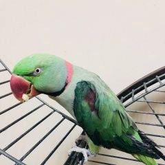 Подробнее об объявлении «Симеиз Пропал попугай улетел попугай» Фото: пропало другое животное  «Симеиз Пропал попугай улетел попугай» в г. Симеиз